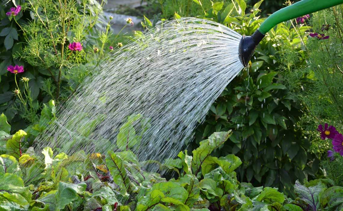 Watering plans ina garden