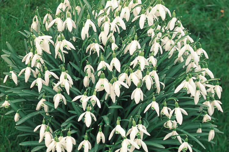 spring garden inspiration with wild garlic and bluebells